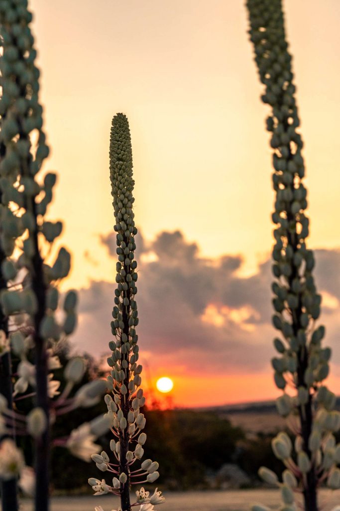 Flowers at sunset at National Park of Alta Murgia in Puglia