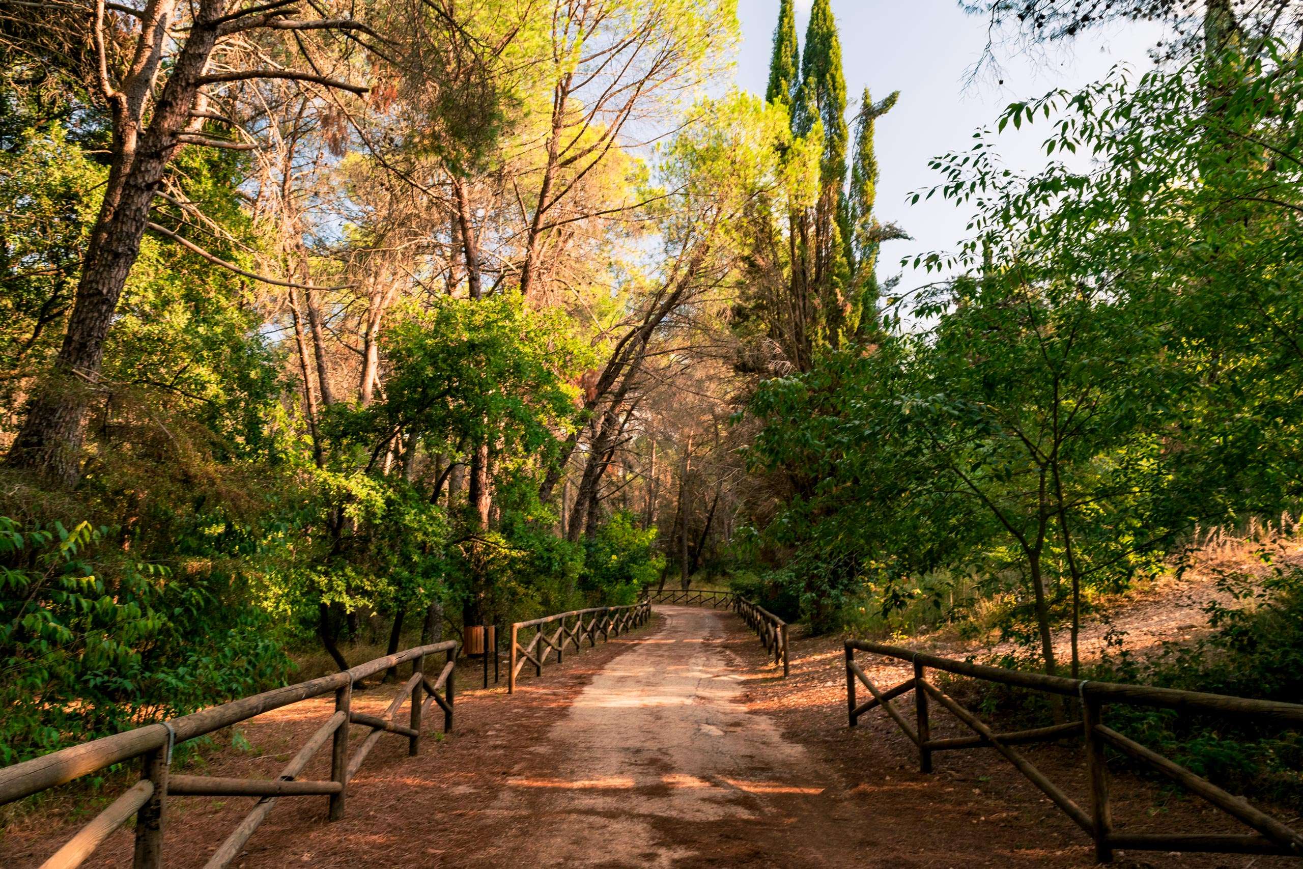Mercadante Forest in the area of National Park of Alta Murgia in Puglia