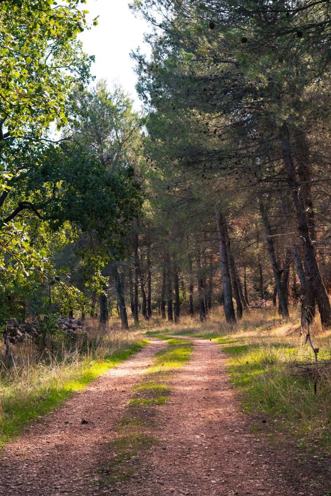 Mentecucco Wood in the area of National Park of Alta Murgia in Puglia