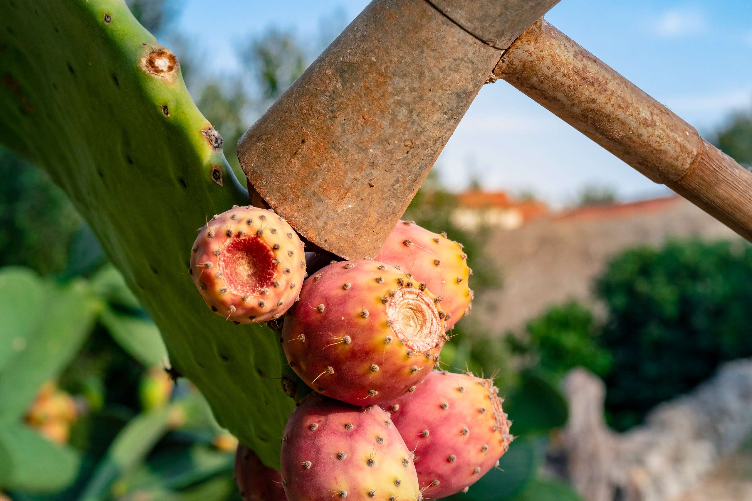 Prickly pears and cacti in Masseria Spina Resort in Puglia