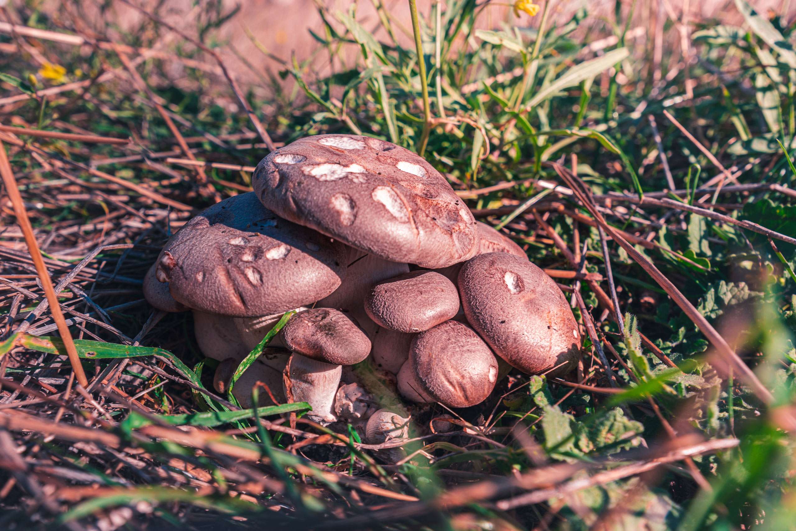 Wild Cardoncello mushrooms in Puglia.