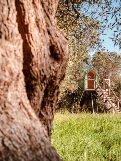 a treehouse in italy on the olive trees of puglia